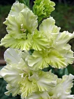 Благородный земледелец-1