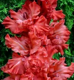 Большое Искушение -1