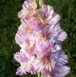 Божественная Серенада -1