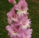 Брызги водопада -1