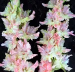 Дыхание лета -1