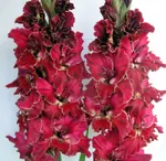 Гладиолус Лихой Гусар-1