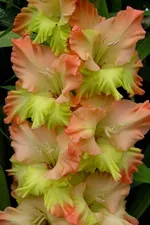 Поле Чудес -1