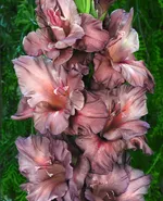 Серебряный ручей -1