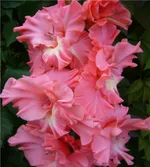 Вечный роман -1