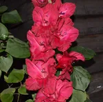 Гладиолус Вишневый напиток-1