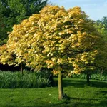 Леопольди-1