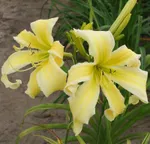 Хэвенли Флайт оф Эйнджелс-4