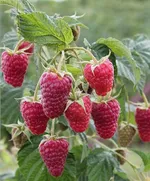 Карамелька-1