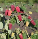 Похвалинка-1