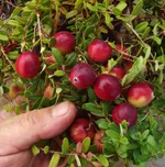 Клюква Стивенс крупноплодная-1