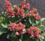 Гортензия метельчатая Инфинити-3