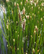 Болотница болотная-1