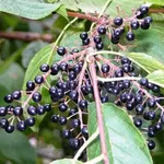 Черемуха Черный блеск-1