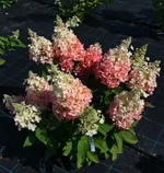 Гортензия метельчатая Беби Лейс-1