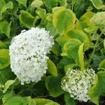 Гортензия древовидная Голден Анабель-1