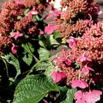 Гортензия метельчатая Инфинити-4