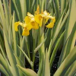 Ирис ложноаировый Вариегата-1