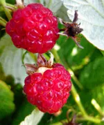 Калашников-1