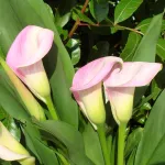 Калла Бразилия-1