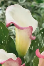 Калла Бразилия-3