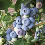 Либерти (позднеспелый)-1