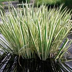 Манник большой Вариегата-1