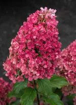 Распберри Пинк-1