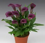 Калла Пако-2