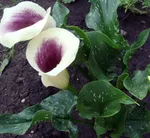 Калла Пикассо-3