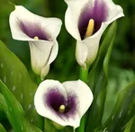 Калла Пикассо-1