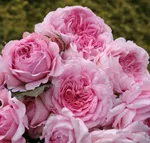 Роза Александра Принцесс де Люксембург, Топалович-1