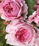 Роза Александра Принцесс де Люксембург, Топалович-2