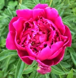 Пион Виктор Де Ла Марне-3