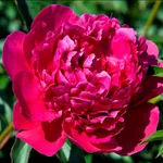 Пион Виктор Де Ла Марне-2