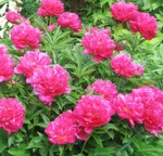 Пион Виктор Де Ла Марне-1