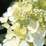 Гортензия метельчатая Беби Лейс-3