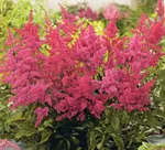 Астильба арендса Ред Шарм-1