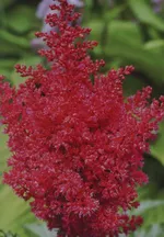 Астильба арендса Ред Шарм-3