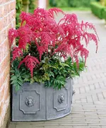 Астильба арендса Ред Шарм-2