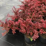 Атропурпуреа Нана-3