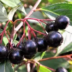 Бриллиант-1