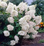 Грандифлора-2