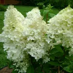 Грандифлора-3