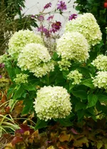 Литтл Лайм-4