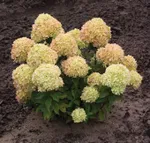 Литтл Лайм-1