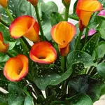 Калла Фаер Дэнсер-1