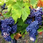 Звезда Бояринова-1