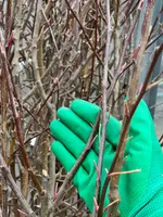 Яблоня Антоновка десертная-3