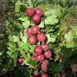 Каптиватор-3